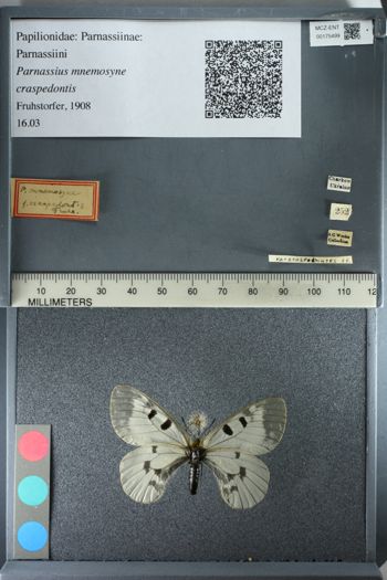 Media type: image;   Entomology 175499
